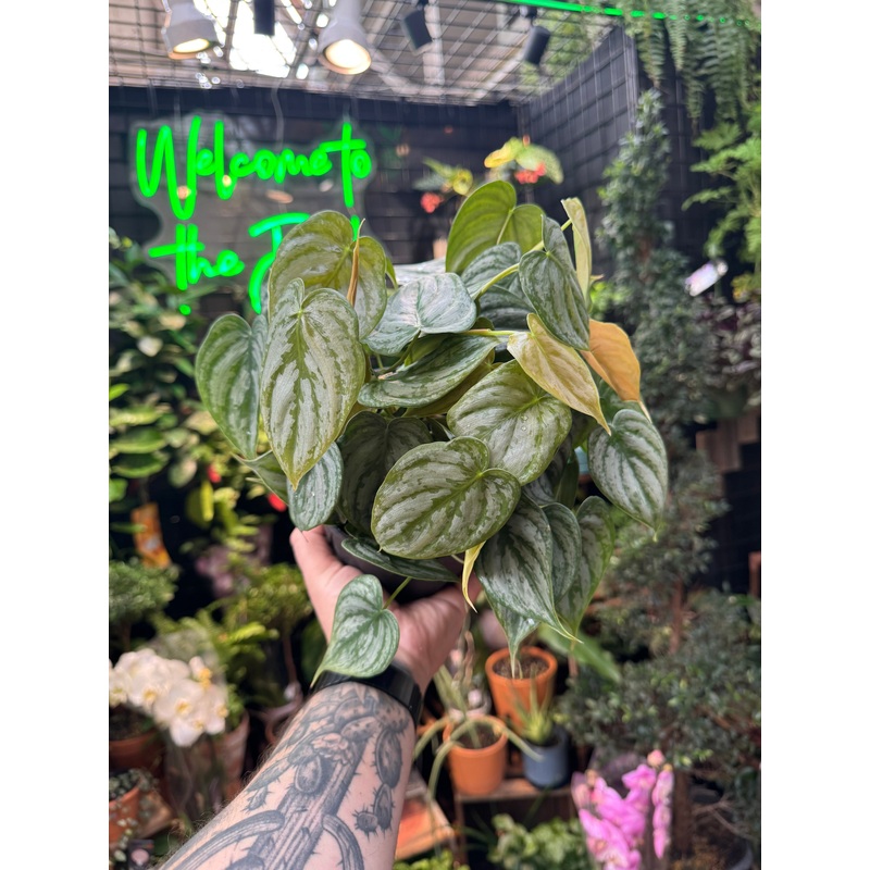 Philodendron Brandtianum|4″ Pot|6″ Pot