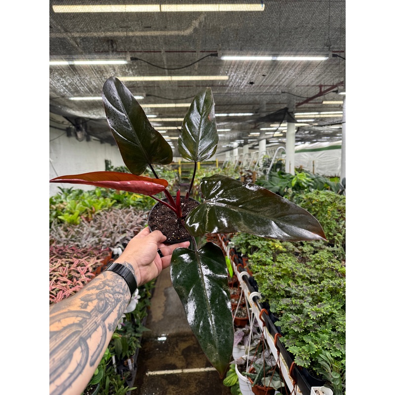 Philodendron Dark Lord|4″ Pot|6″ Pot
