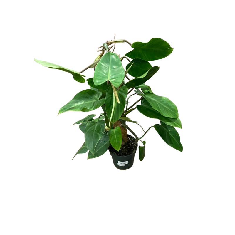 Philodendron Erubescens|6″ Pot on Totem|8″ Pot on Totem