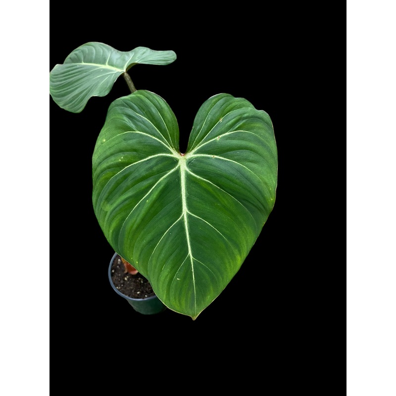 Philodendron Gloriosum|4″ Pot|6″ Pot