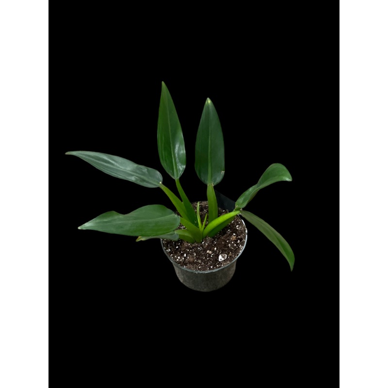 Philodendron martianum ‘Fat Boy’