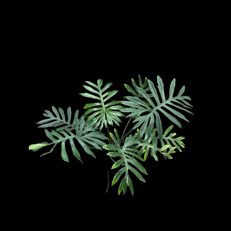 Philodendron Mayoi|4″ Pot|6″ Pot