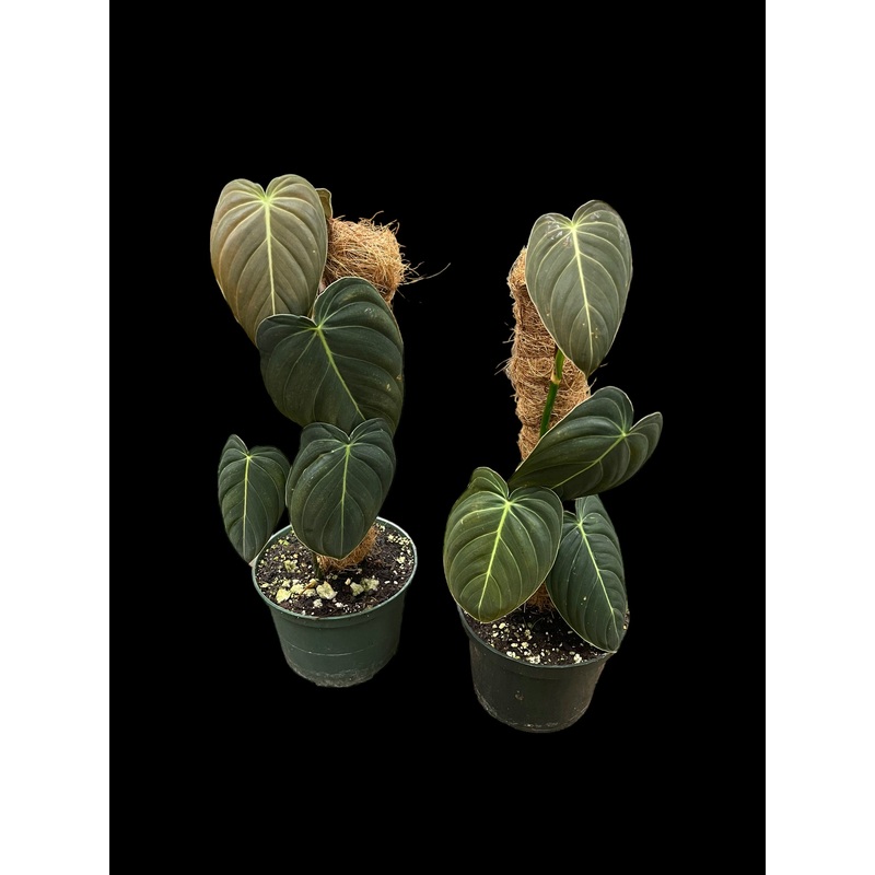 Philodendron Melanochrysum|4″ Pot|6″ Pot