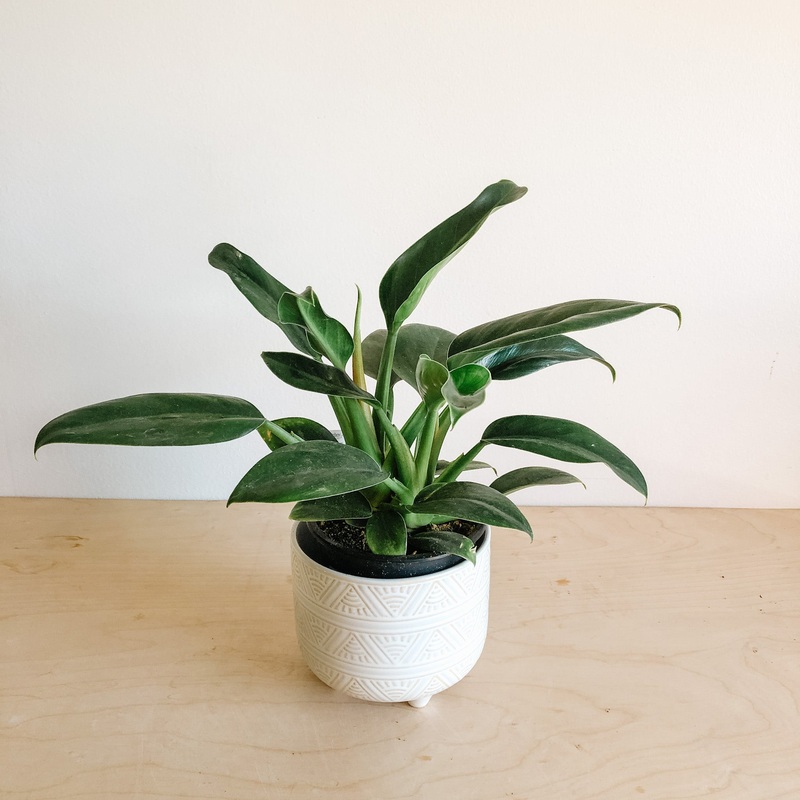 Philodendron Millions|6 inch