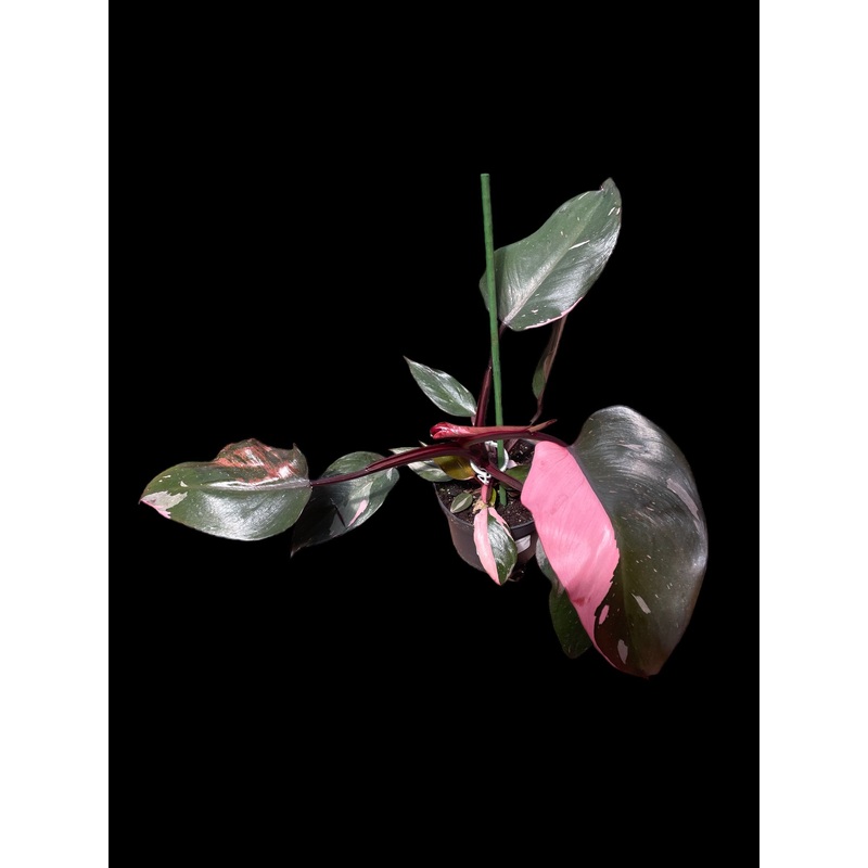 Philodendron Pink Princess|4 Pot