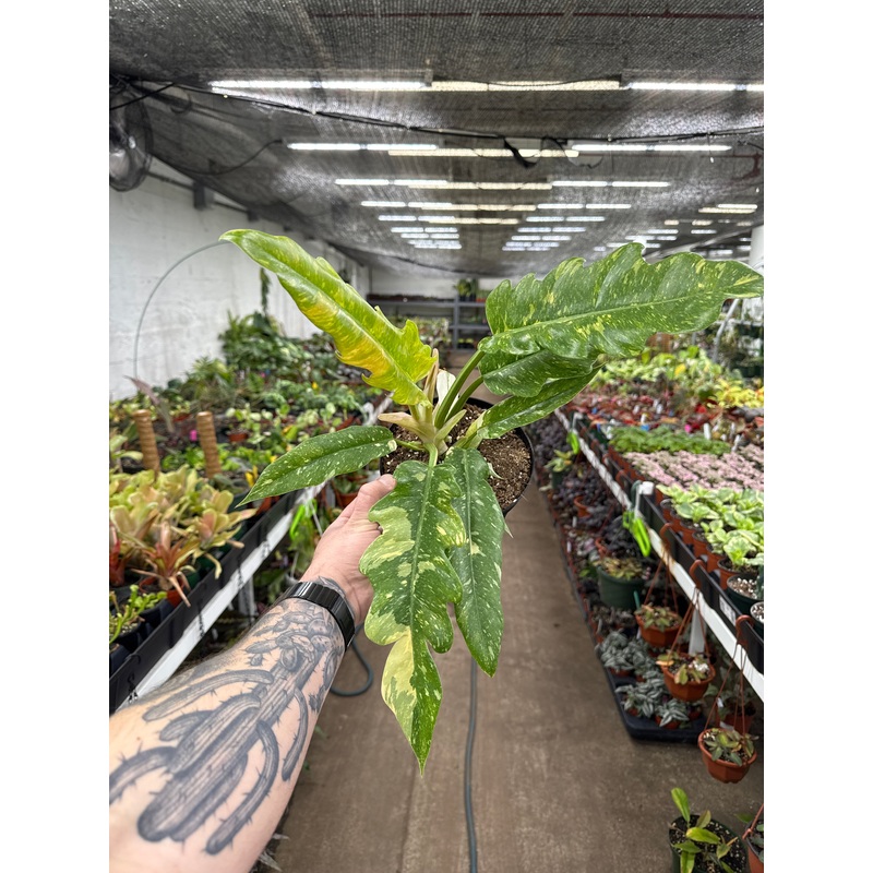 Philodendron Ring of Fire|4″ Pot|6″ Pot