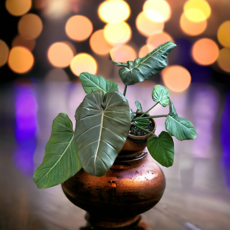 Philodendron Summer Glory|4″ Pot|6″ Pot|6″ Terra Cotta|14″ Pot – Totem
