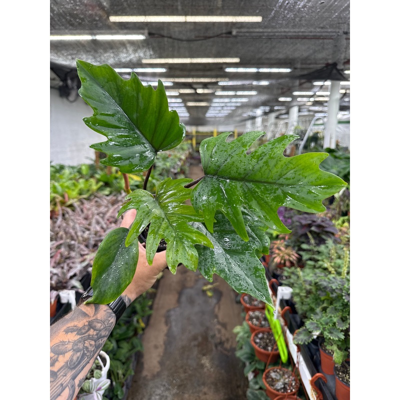 Philodendron tahiti|4″ Pot