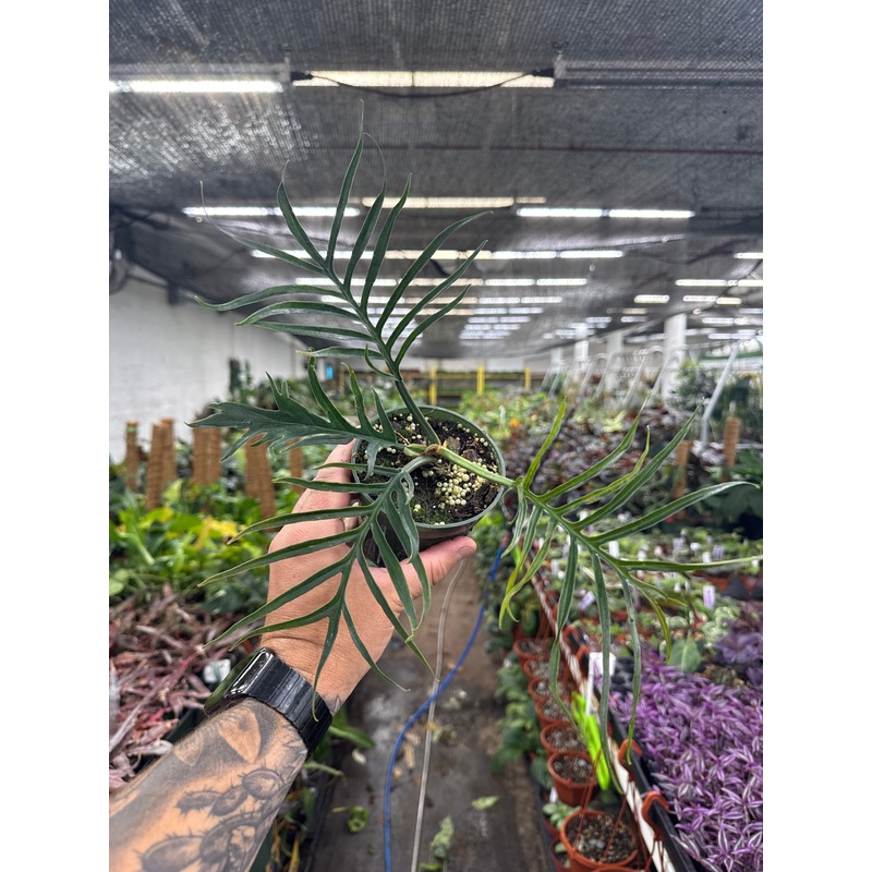 Philodendron Tortum|4″ Pot|6″ Pot