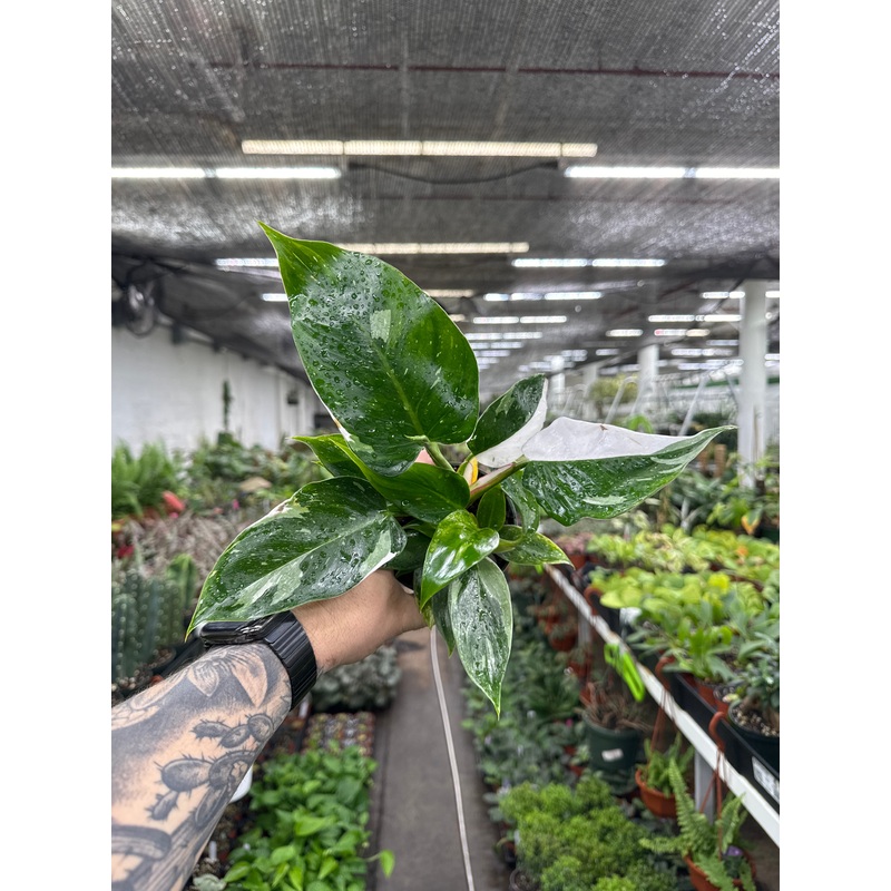 Philodendron White Princess|4″ Pot