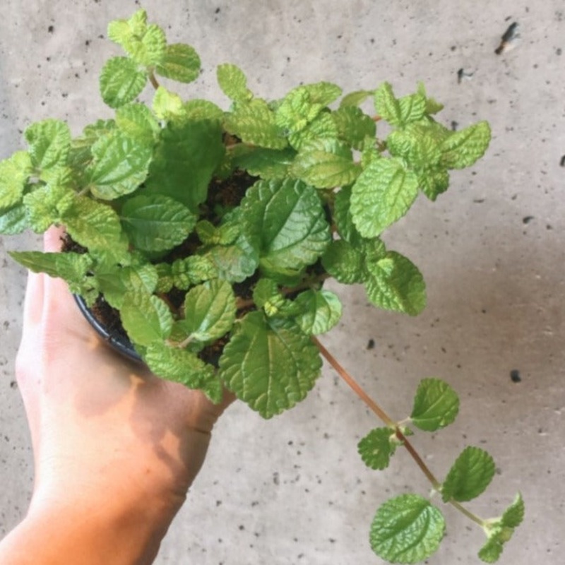 Pilea Birdsnest Crinkle|4 inch|8 inch (Hanging Basket)