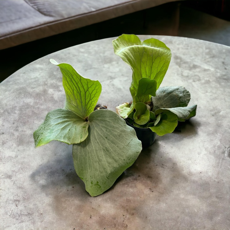 Platycerium elephantotis (Staghorn Fern)