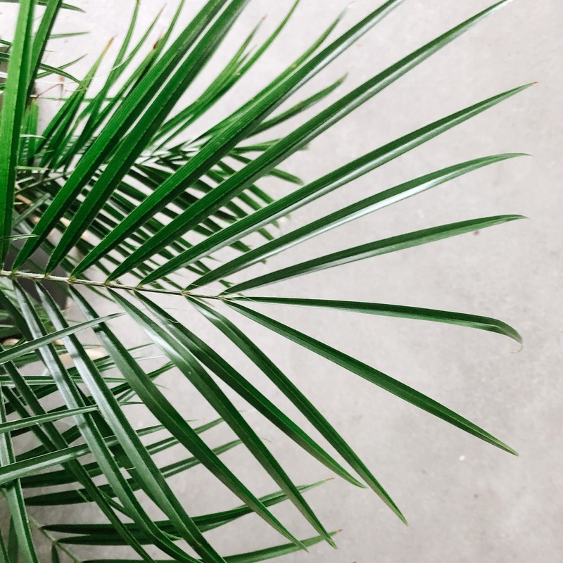 Pygmy Date Palm|10 inch