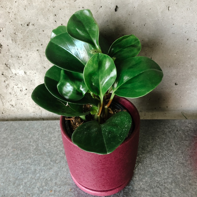 Red Edge Peperomia|4 inch|5 inch