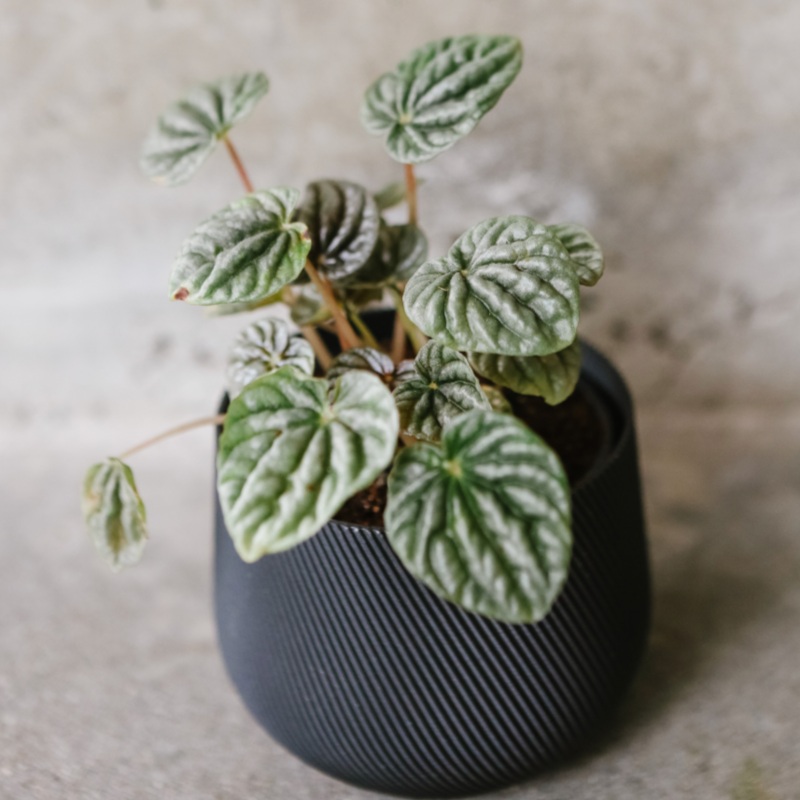 Ripple Peperomia|4 inch|Grey|Red|Green
