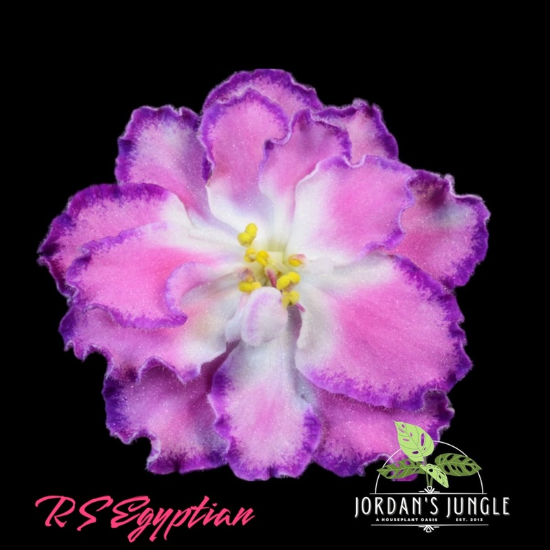RS- Egyptian|4″ Pot