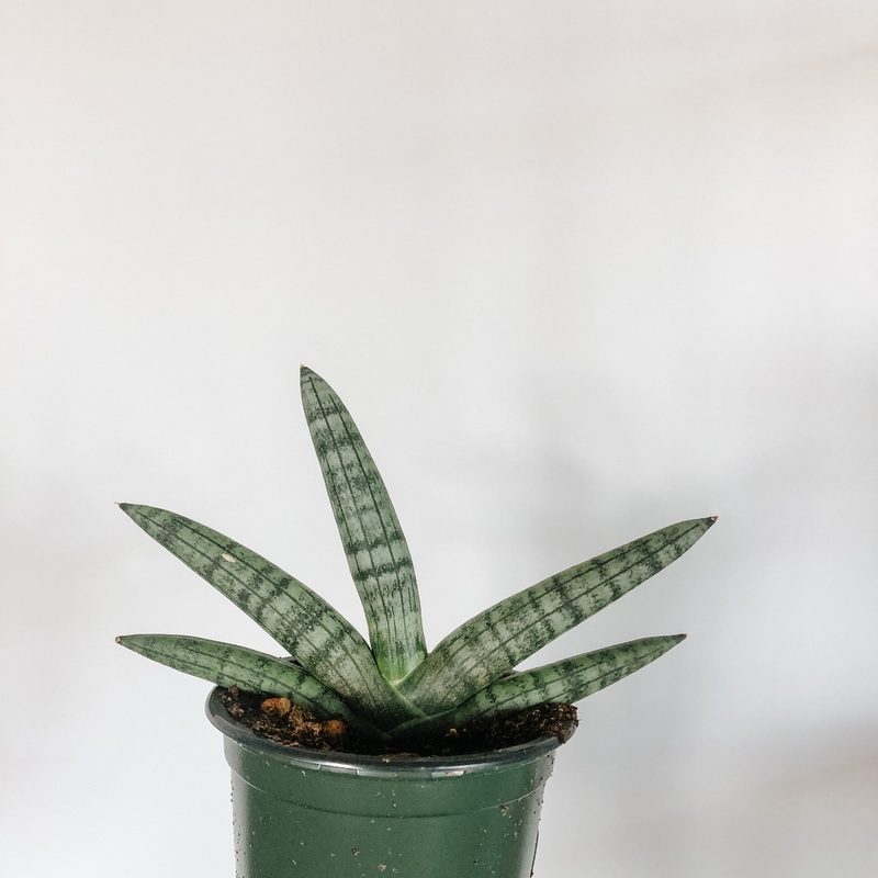 Sansevieria Cylindrica|4 inch