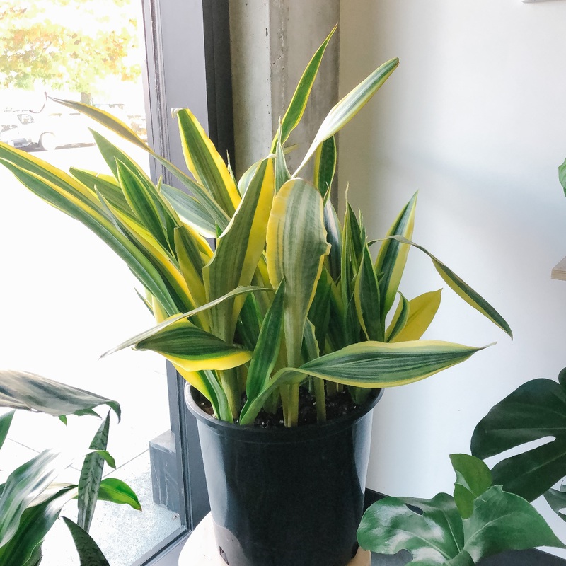 Sansevieria Yellowstone|14 inch