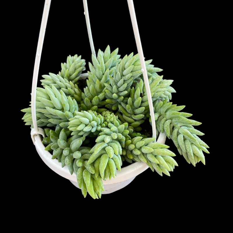 Sedum morganianum Burro’s Tail