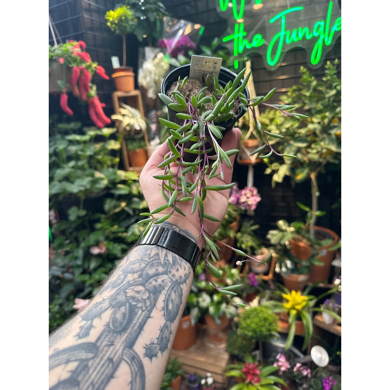Senecio herreianus Purple Flush