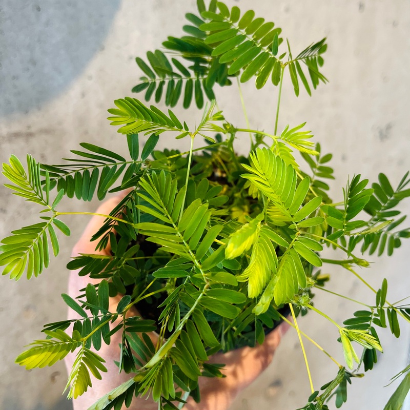 Sensitive Plant|2 inch|4 inch