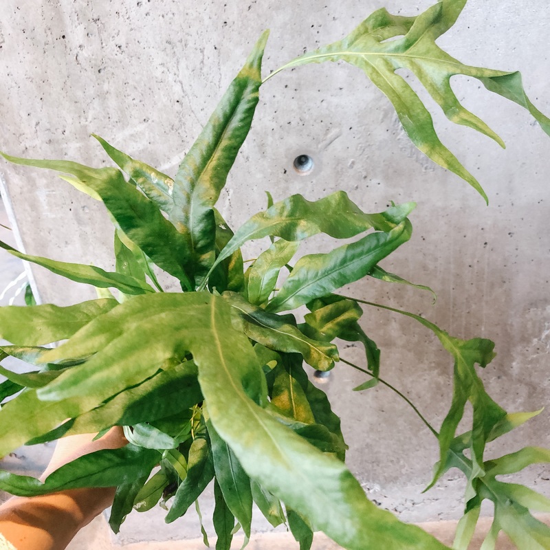 Serpent Fern|4 inch