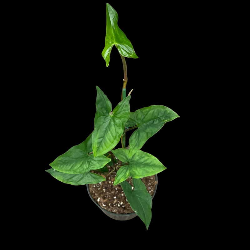 Syngonium Podophyllum|4″ Pot|6 Pot
