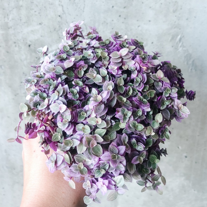 Tradescantia ‘Pink Panther’|4 inch|6 inch