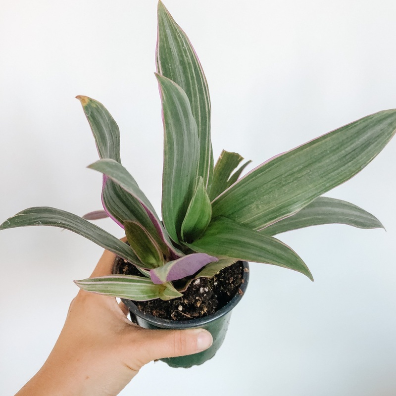 Tradescantia Spathacea|4 inch