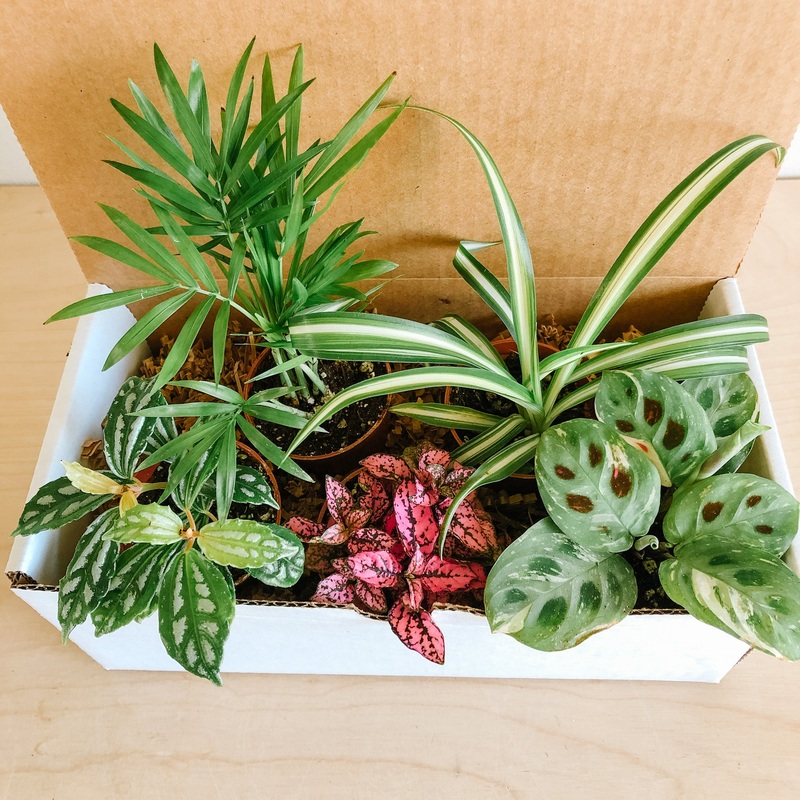 Tropical Minis – Variety Packs