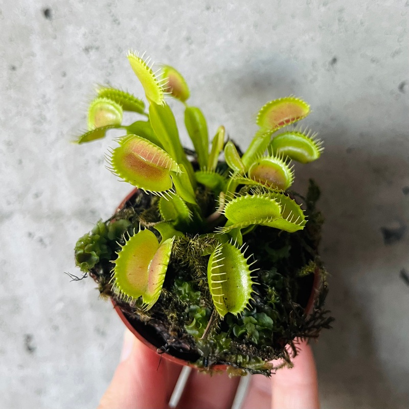 Venus Fly Trap Flexx|2 inch|4 inch