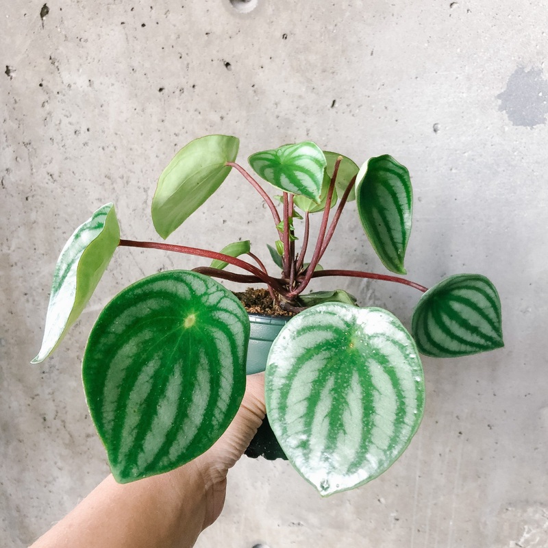 Watermelon Peperomia|4 inch|6 inch