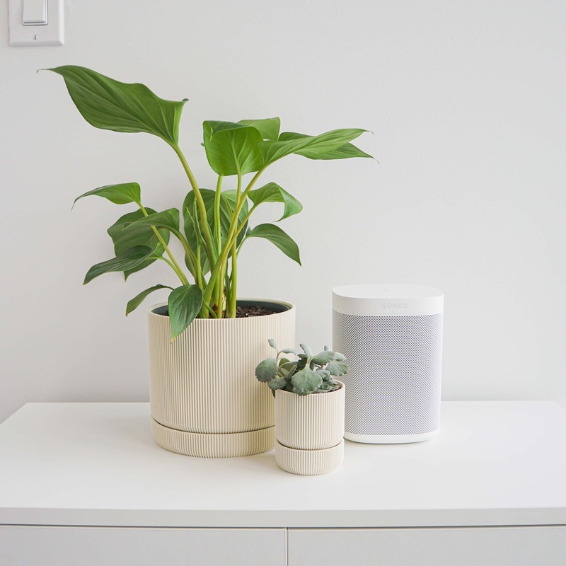 White Hemlock Planter|2 inch|4 inch|6 inch
