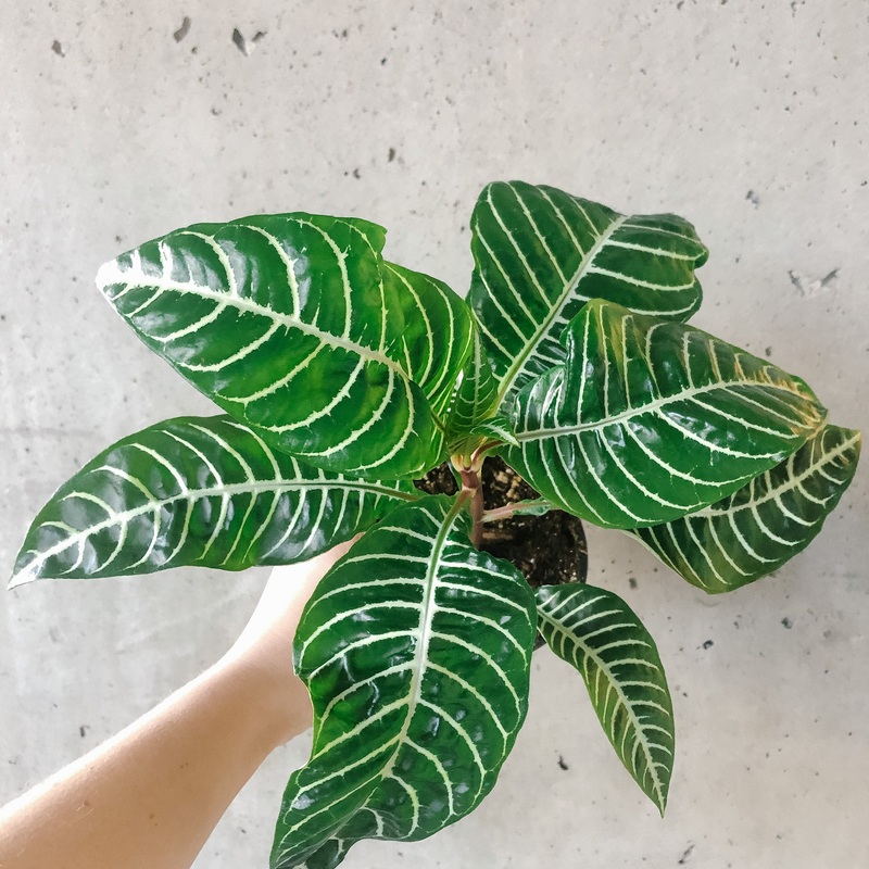 Zebra Plant|4 inch|6 inch