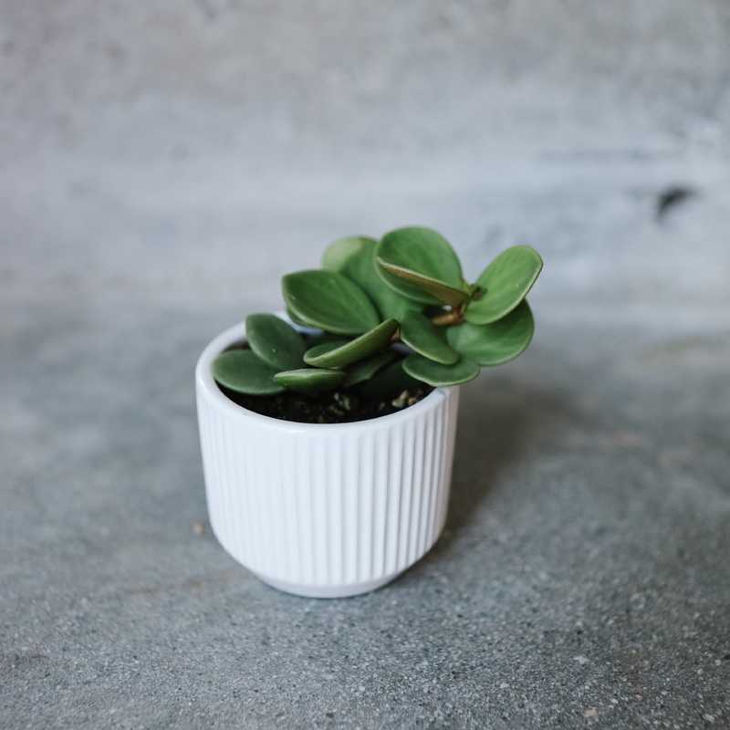 Abby Cover Pot