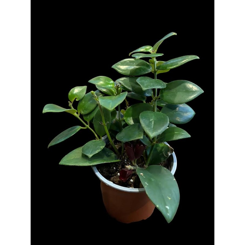 Aeschynanthus obconicus ‘Mona Lisa’ (Lipstick Plant)