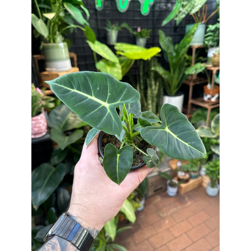 Alocasia Frydek|4″ Pot|6″ Pot