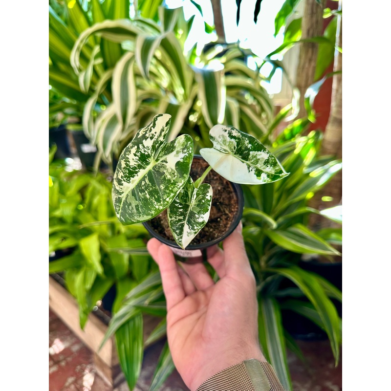 Alocasia Frydek Variegata|4″ Pot