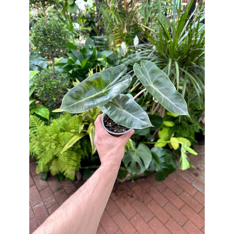 Alocasia Pink Dragon|4″ Pot|6″ Pot