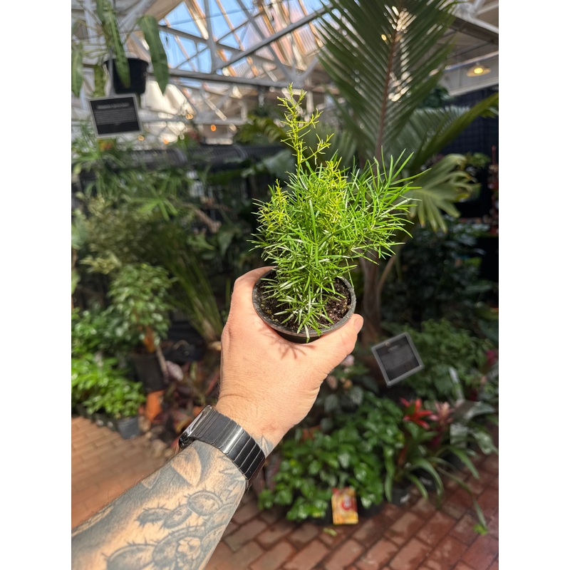 Asparagus Fern Sprengeri|4″ Pot|6″ Pot