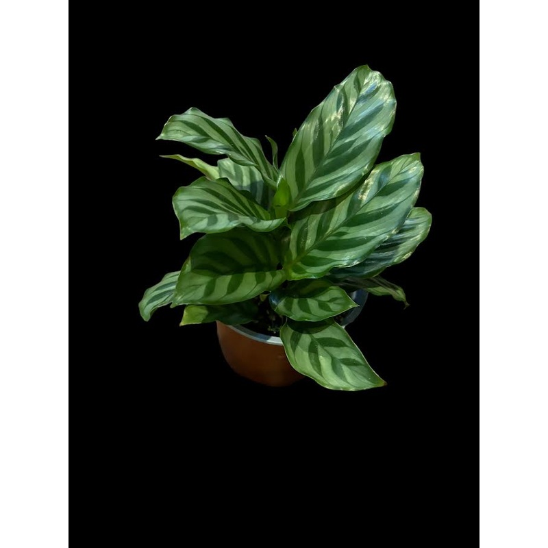 Calathea ‘Freddie’|4″ Pot|6″ Pot