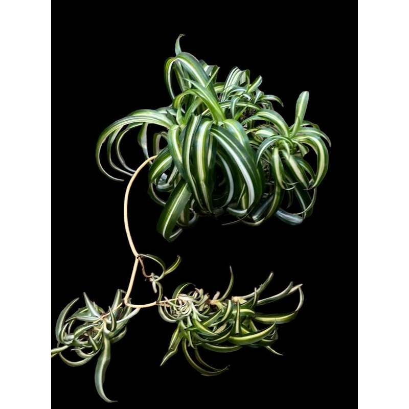 Chlorophytum Bonnie (Spider Plant)
