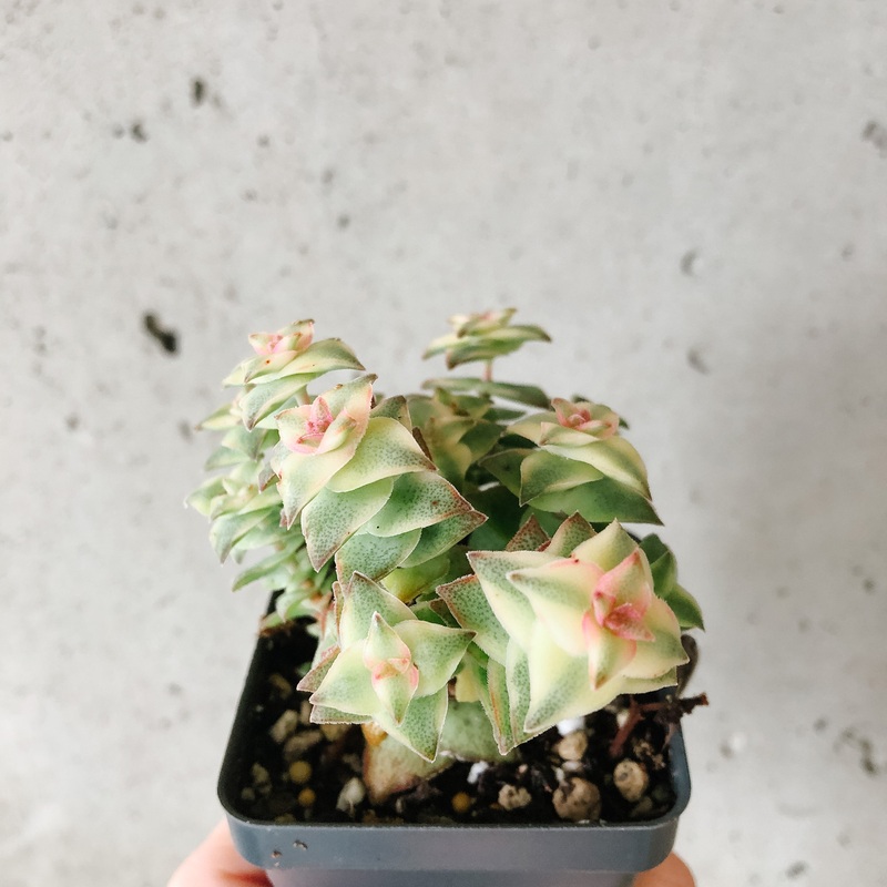 Crassula Perforata Variegata|2 inch