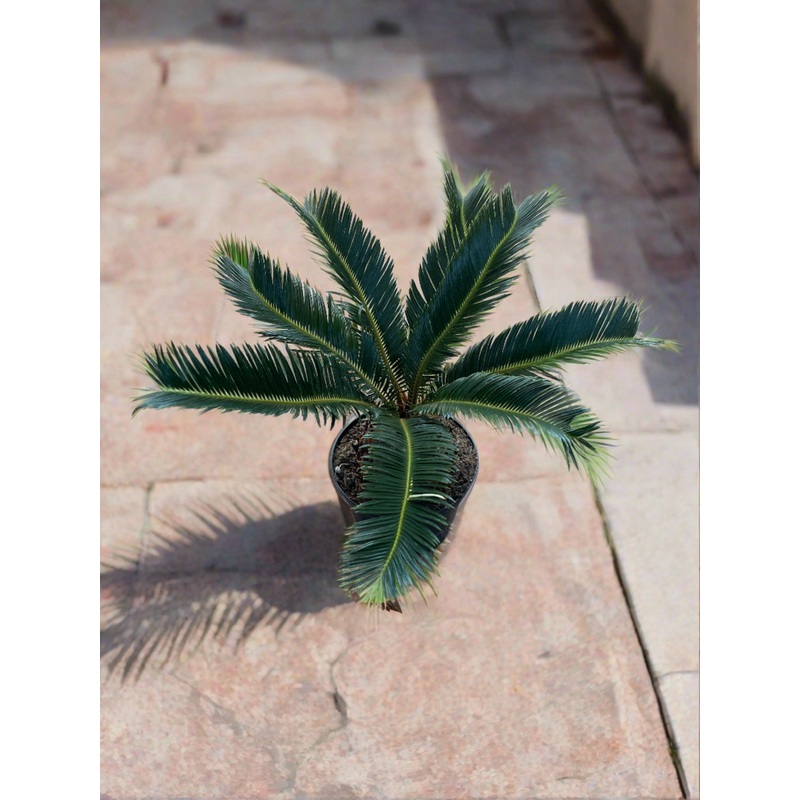 Cycas Revolta (King Sago Palm)