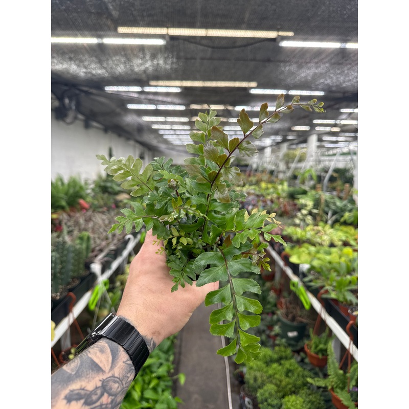 Didymochlaena Truncatula (Mahogany Fern)