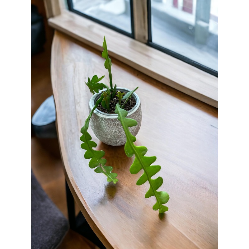Epiphyllum Anguliger (Fishbone Cactus)