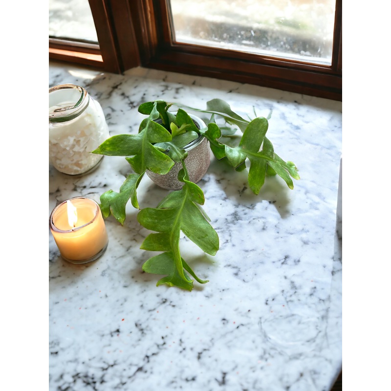 Epiphyllum chrysocardium (Shark Tooth Cactus)