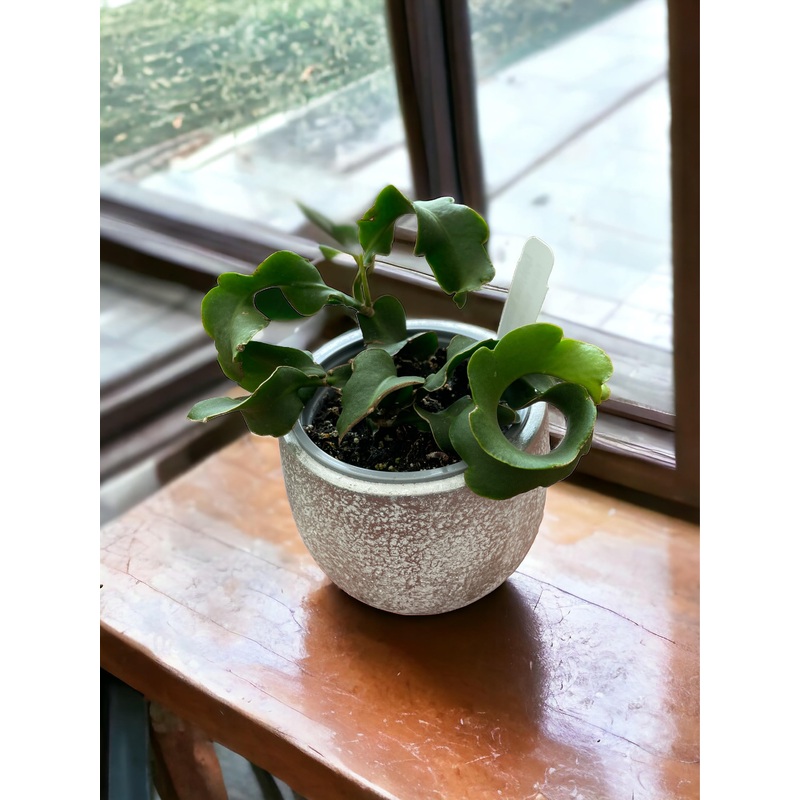 Epiphyllum Monstrosa (Orchid Cactus)