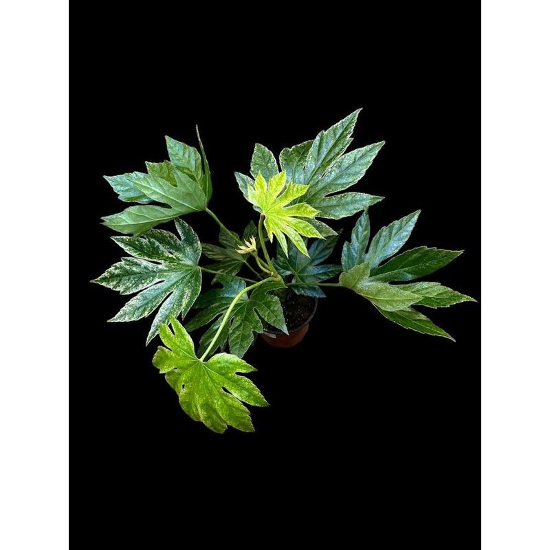 Fatsia Japonica Spider Web|6″ Pot