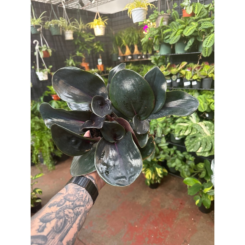 Geogenanthus Ciliatus|6″ Pot
